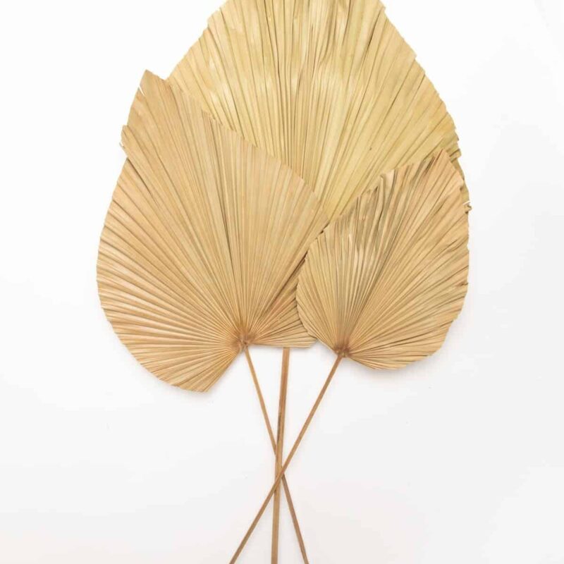 מארז נוצות דגם 5 שנהב